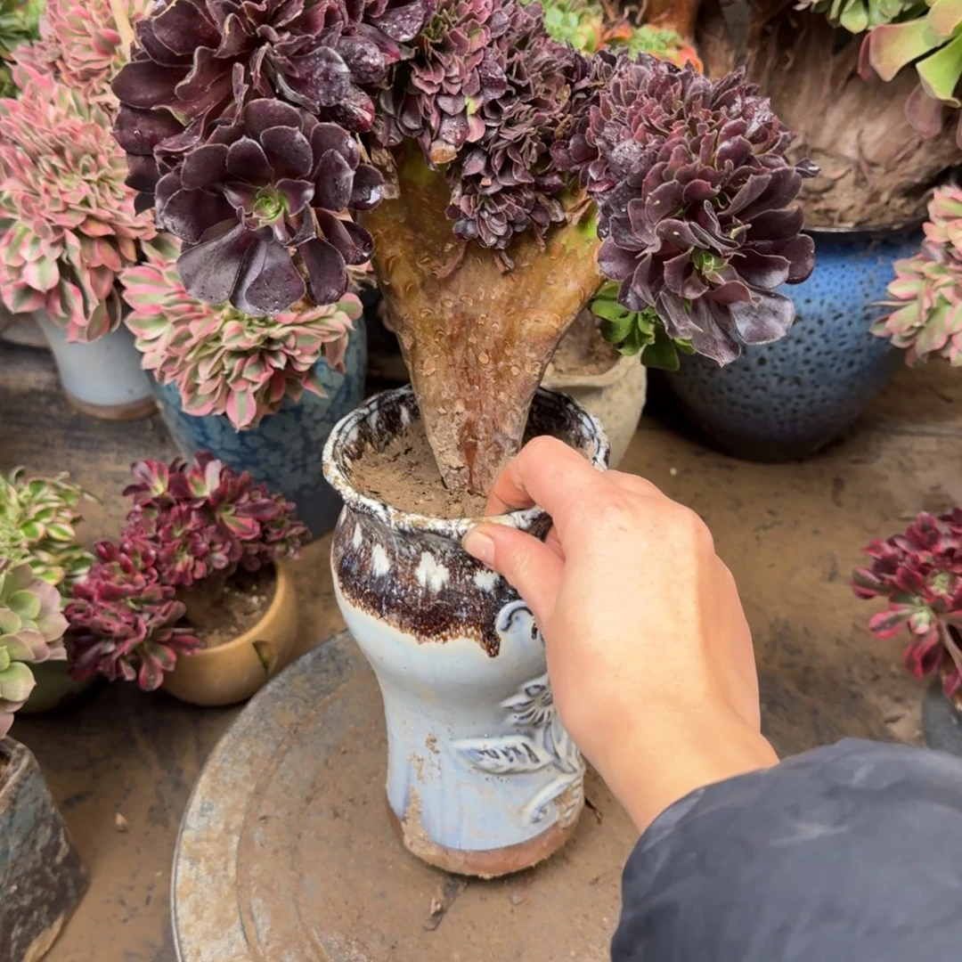 356欧缀法师多肉法师