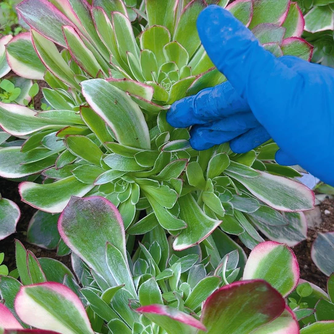 海王手捧多肉植物四号
