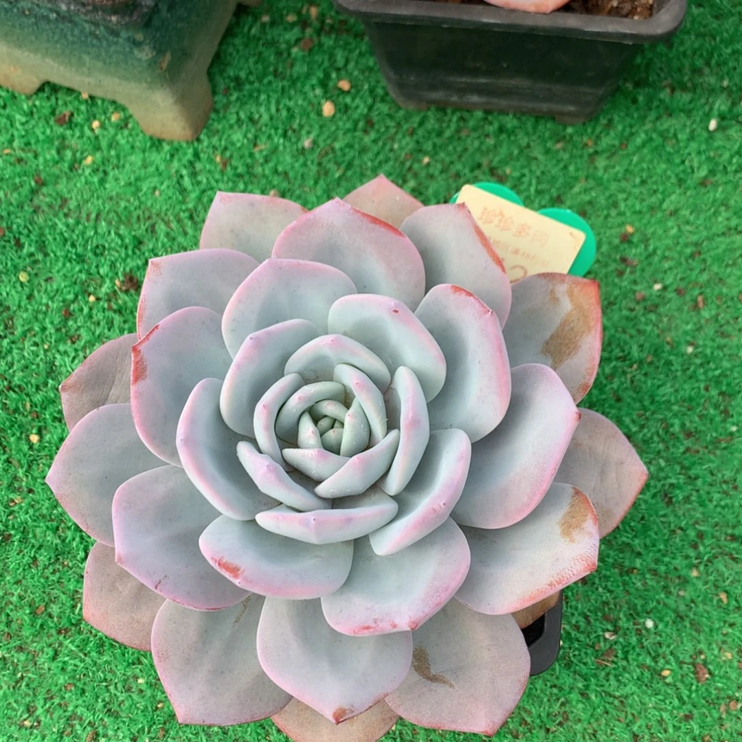 韩版奶茶老桩单头242