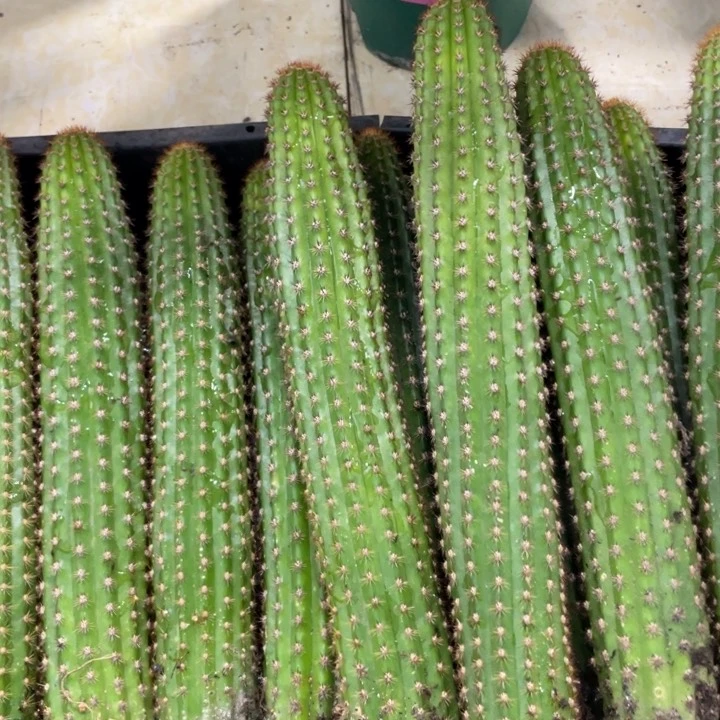 卡布奇诺自根保20公分