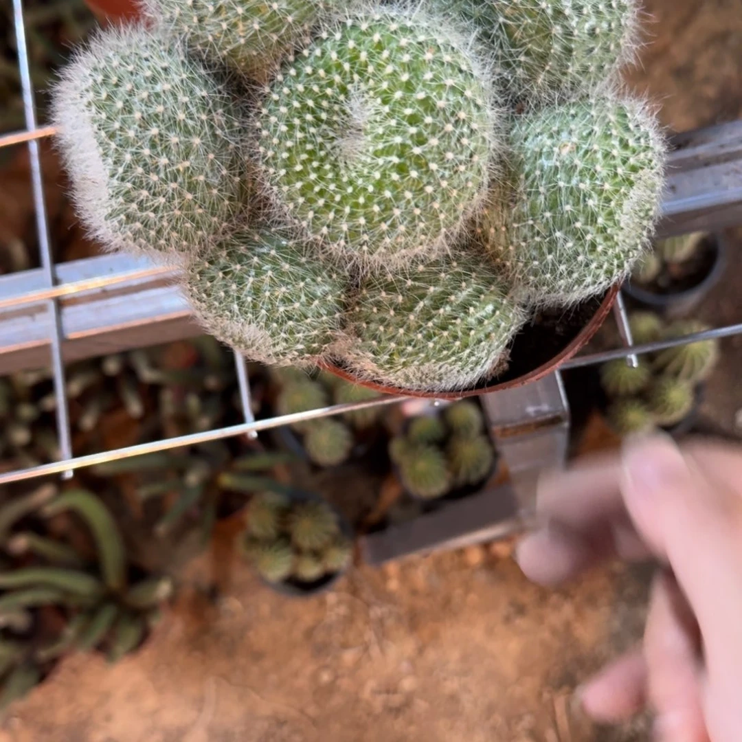 河***司可口可乐了可口可乐了