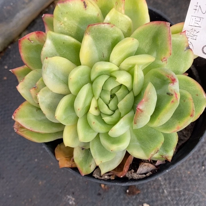 9986杂交老桩基地，10厘米