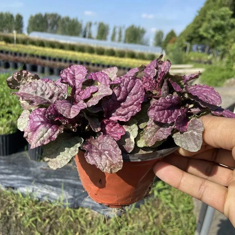 霓虹灯筋骨草盆栽庭院花镜矮生匍匐花卉耐热耐寒宿根观叶植物