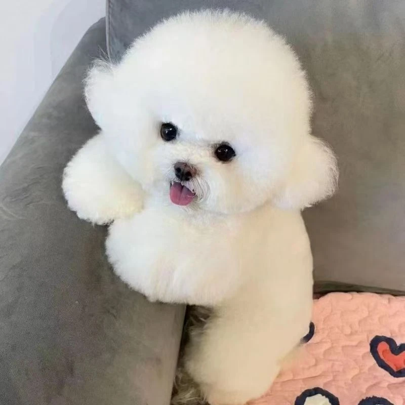 x比熊博美马尔泰泰迪熊雪纳瑞柯基边牧柴犬比格等