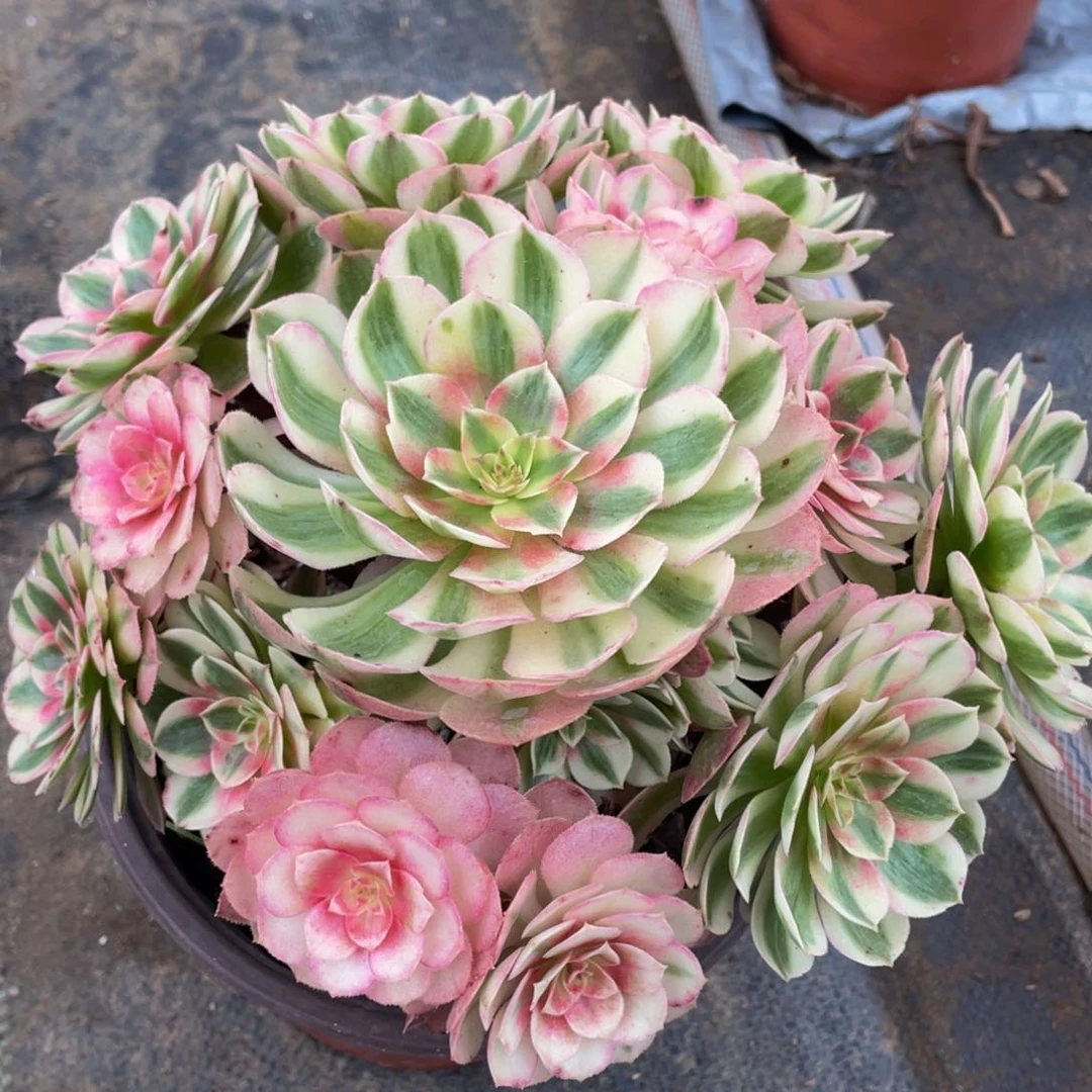 275荔枝精品法师多肉