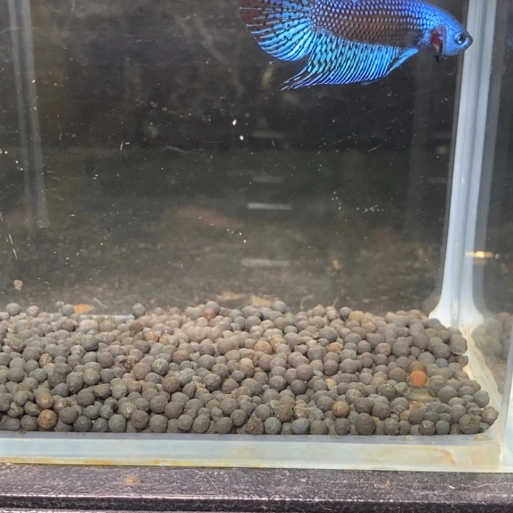 斗鱼泰国斗鱼274号