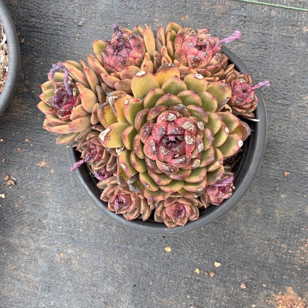 喵****棚黑水晶咯暖努力咯努力了