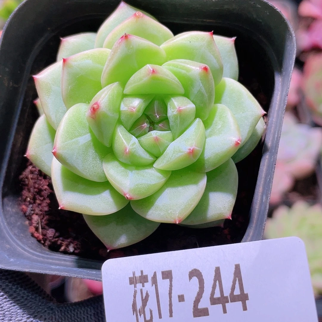 花利美17-244新品