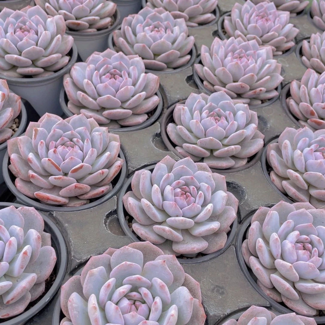 160号 星星橙大单头一个