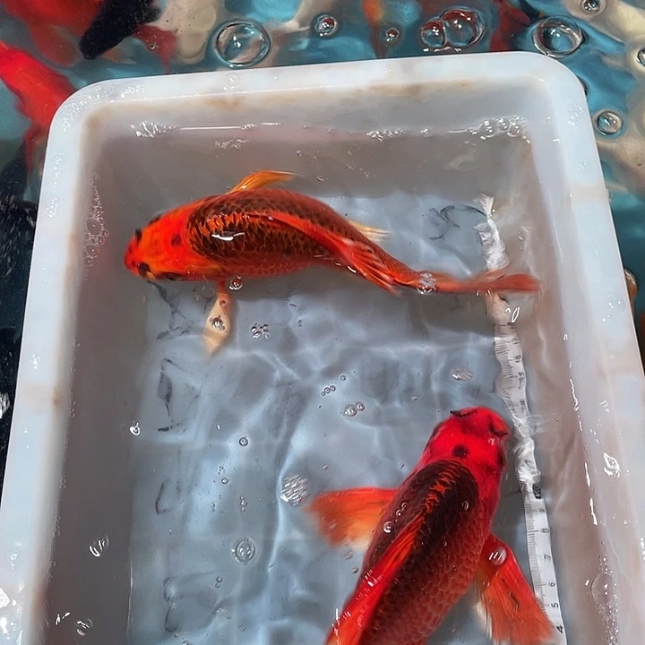 蝴蝶鲤鱼渔场直发103