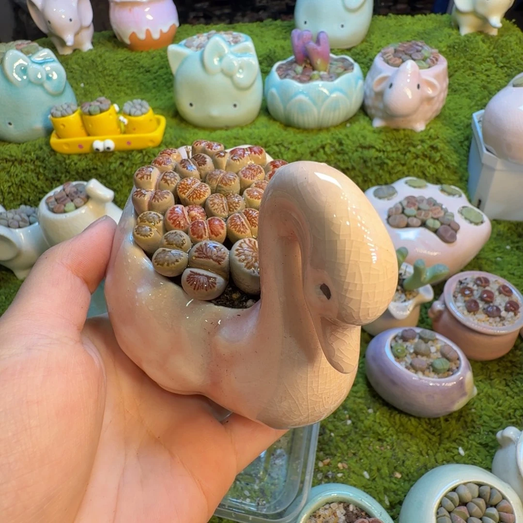 林***一多肉植物的繁殖1394