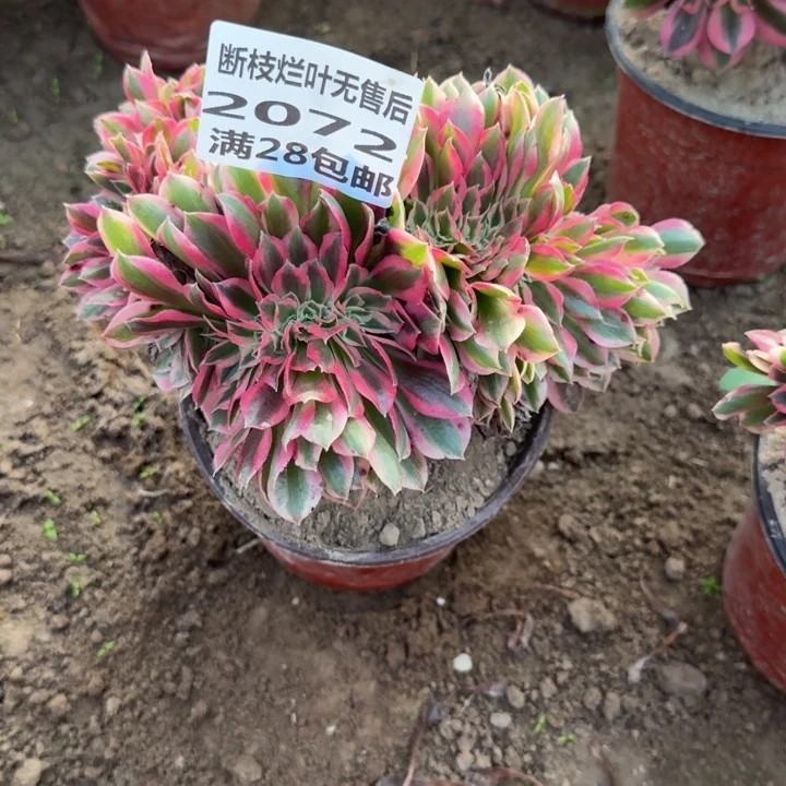 2072一号棚女巫缀B