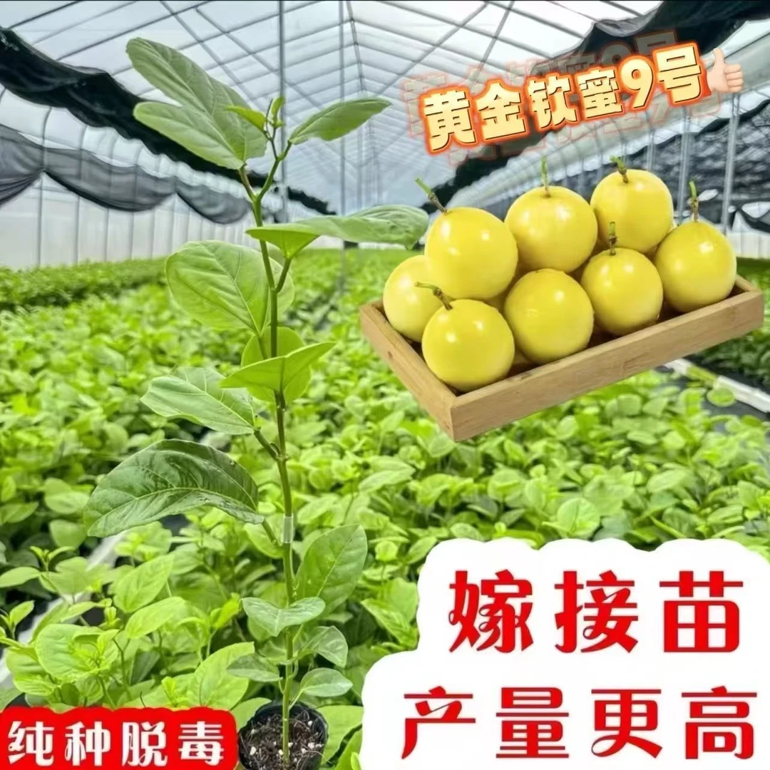 广西黄金9号钦蜜百香树苗嫁接苗纯甜黄金百香果树苗四季爬藤种植