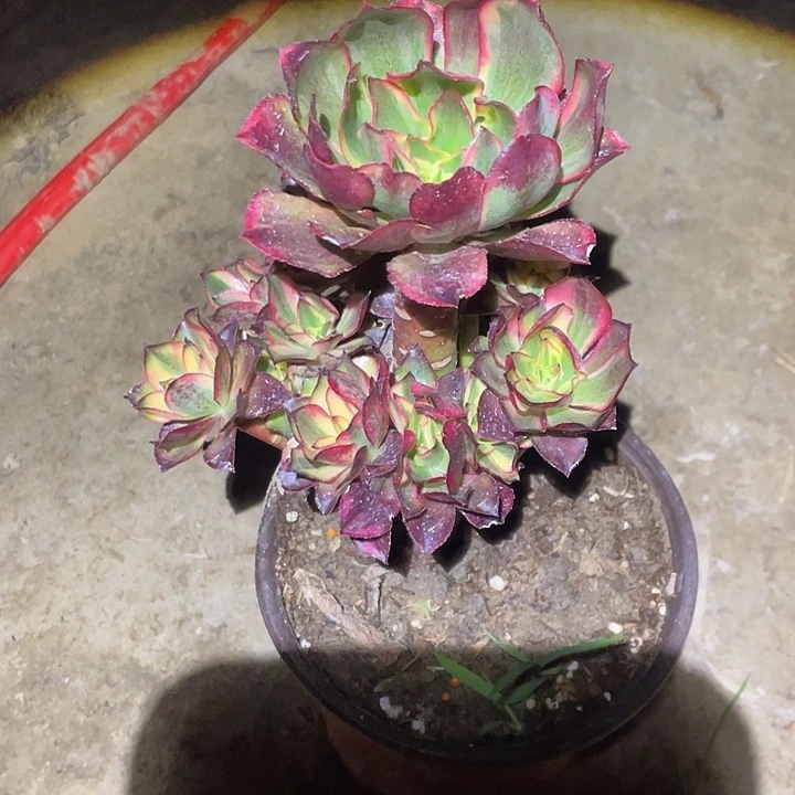 法师植物魅影法师083