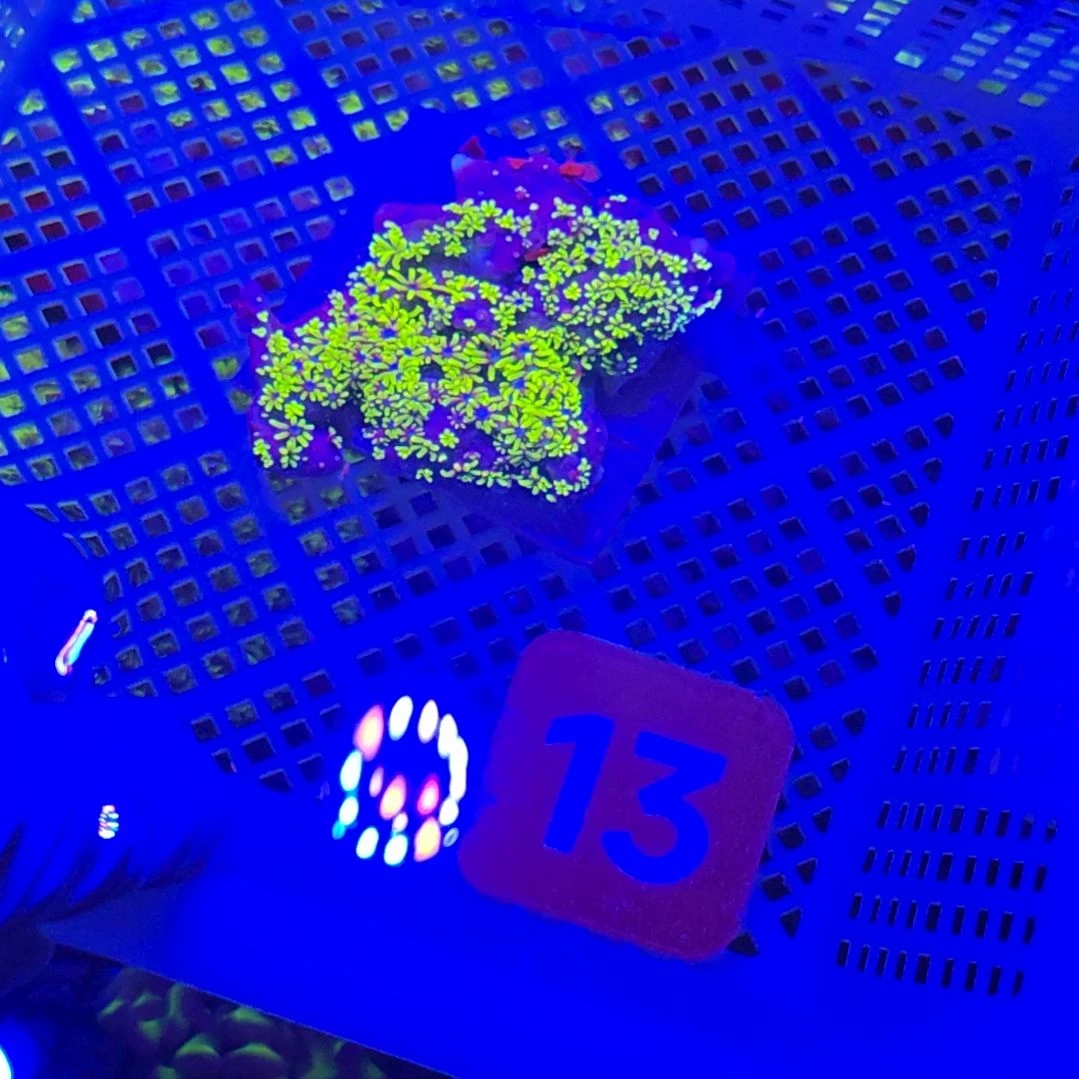 中国大陆13 号框空运发货