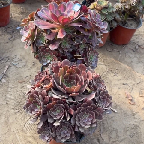 861多肉植物组合，