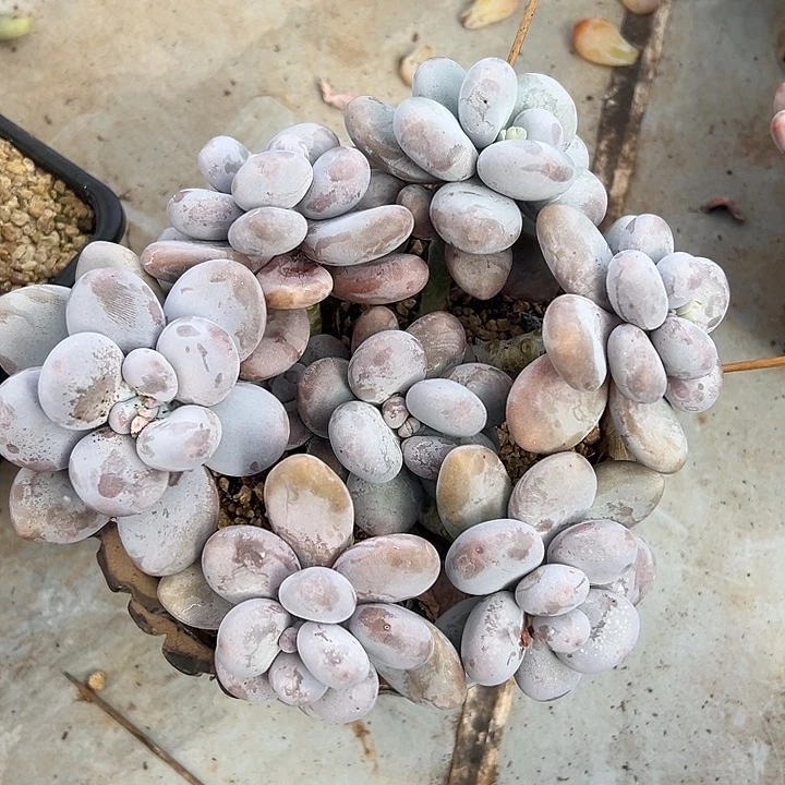 原始奶酪群生多头多肉