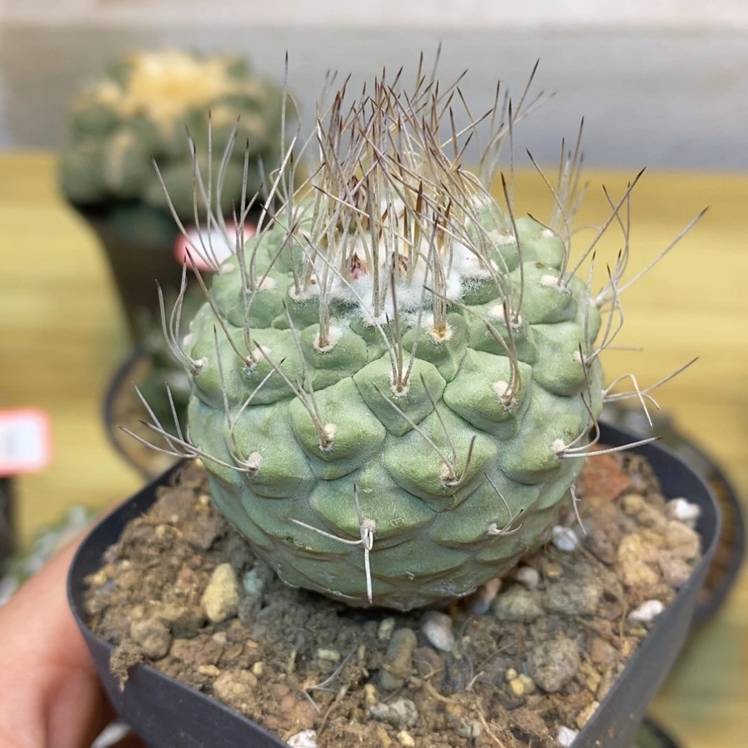 30号 实生菊水4.5公分带盆土