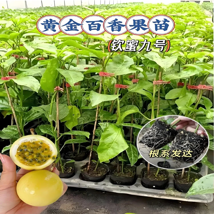 纯甜黄金百香果树果苗钦蜜9号带土带叶四季结果爬藤庭院阳台盆栽