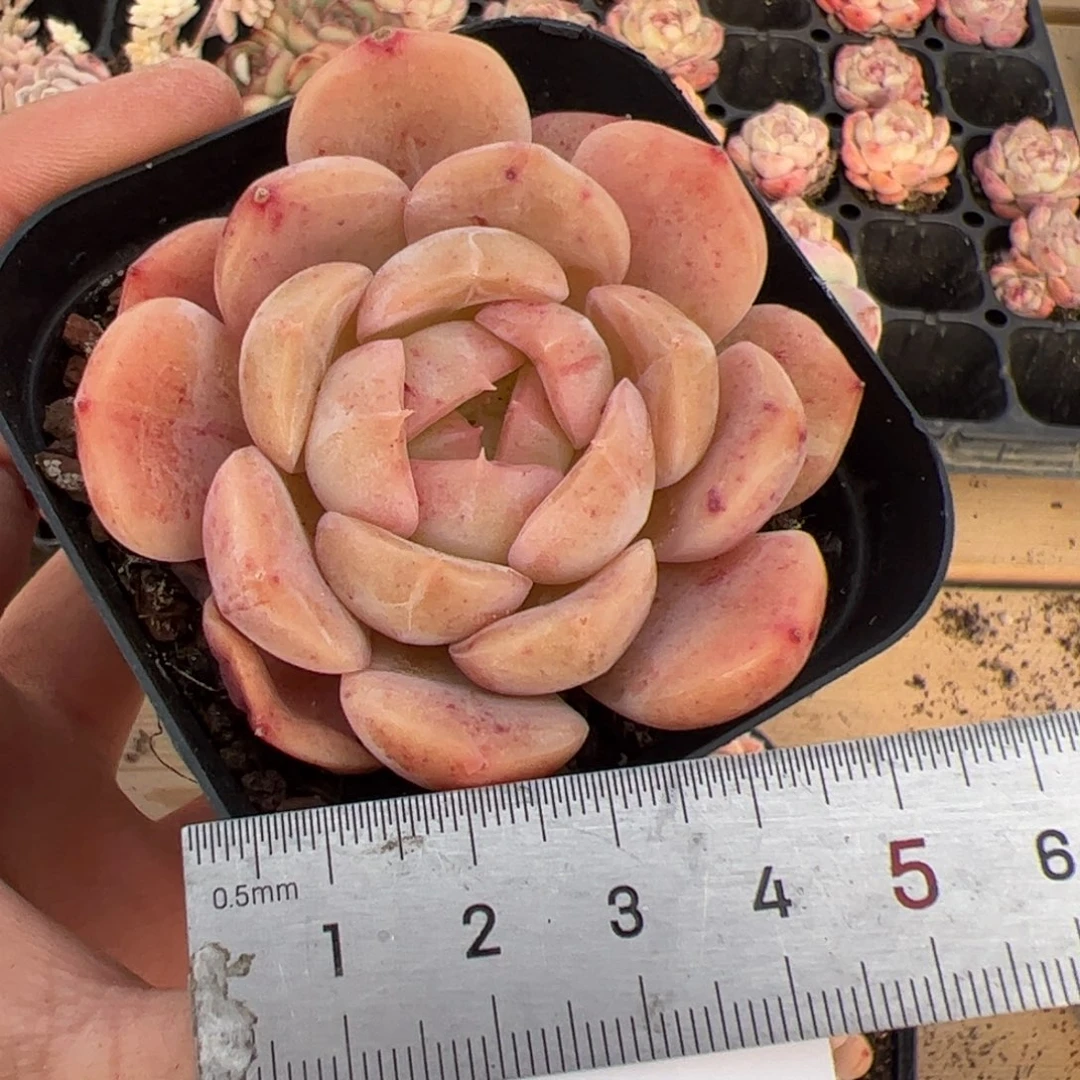 ✨****?527 多肉植物组合