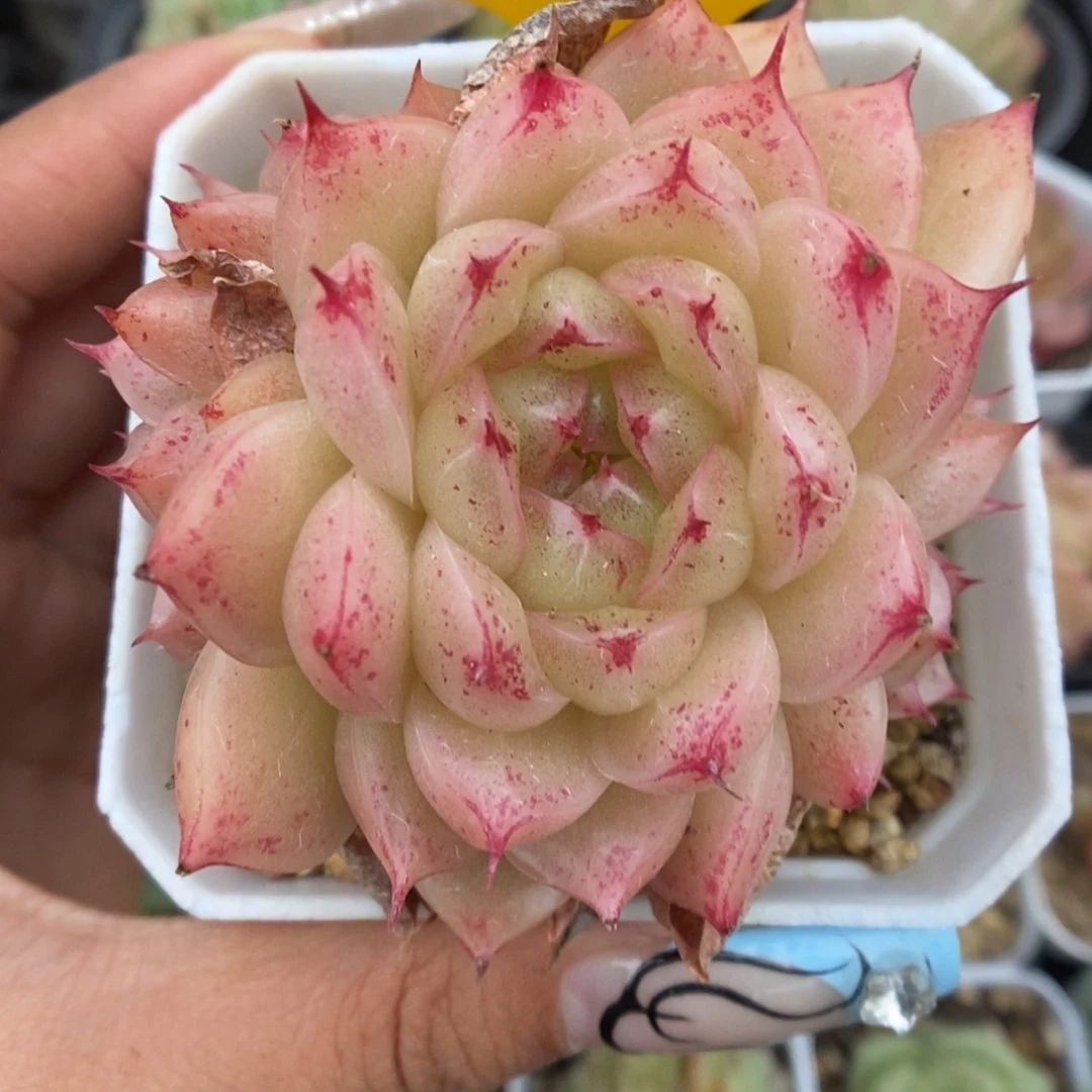 油透麦秆群生609号