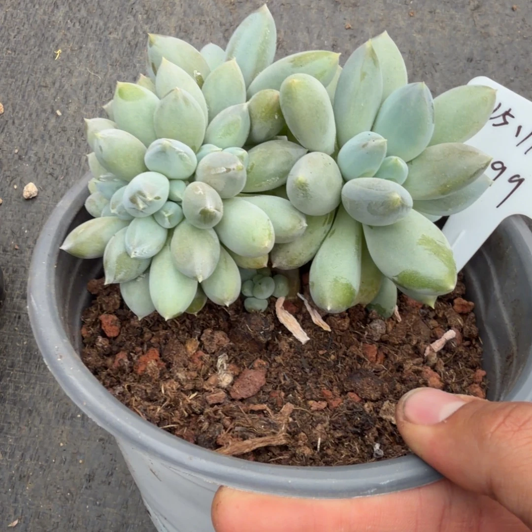 一物一拍超肥黄胖体哥特缀99