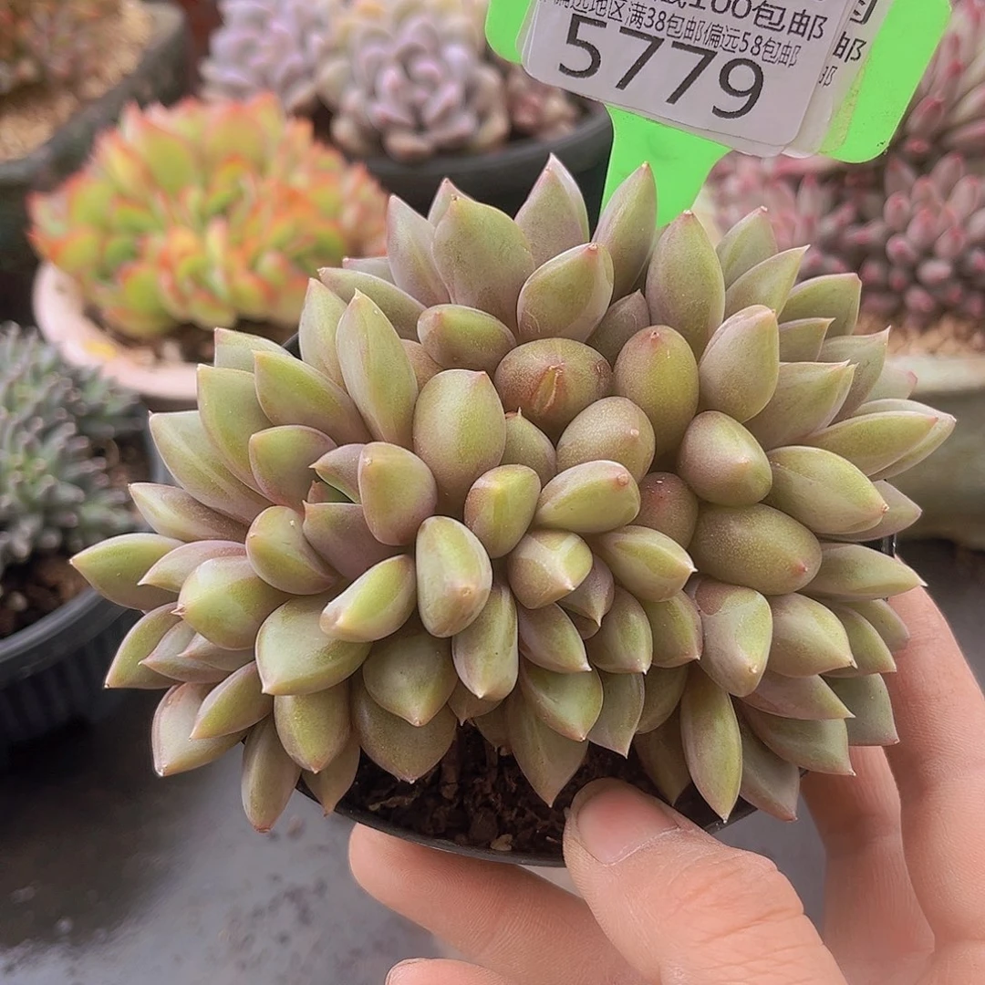 5779红象牙多肉植物