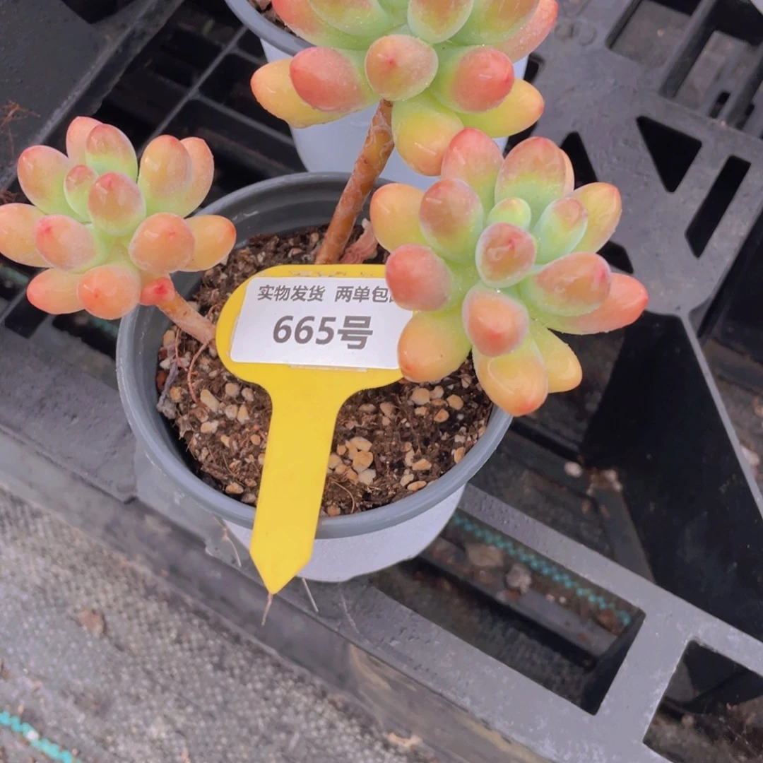 665号 老桩胖大星多头群一个