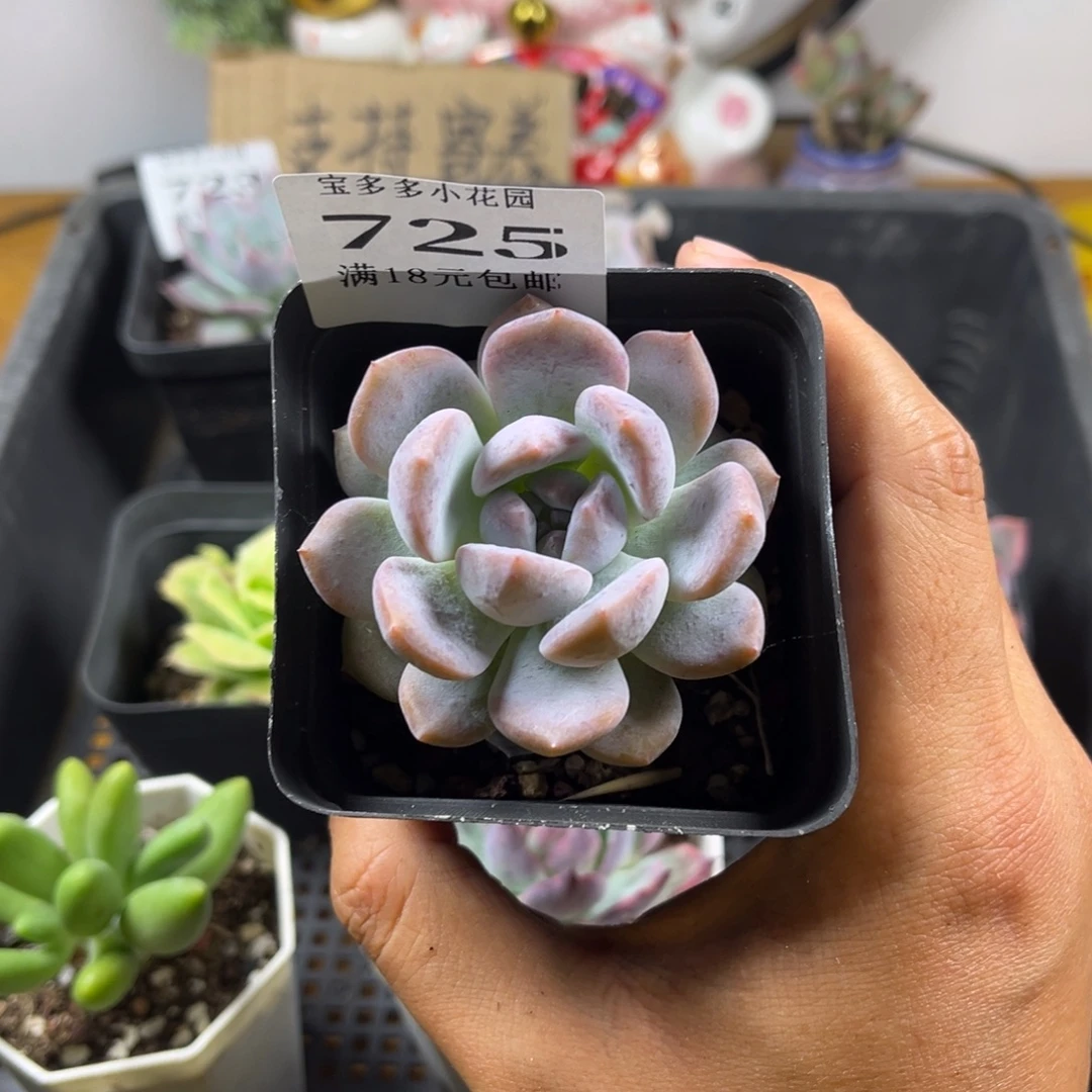梦露到手一颗一物一拍满18包邮满26送一颗精品小肉