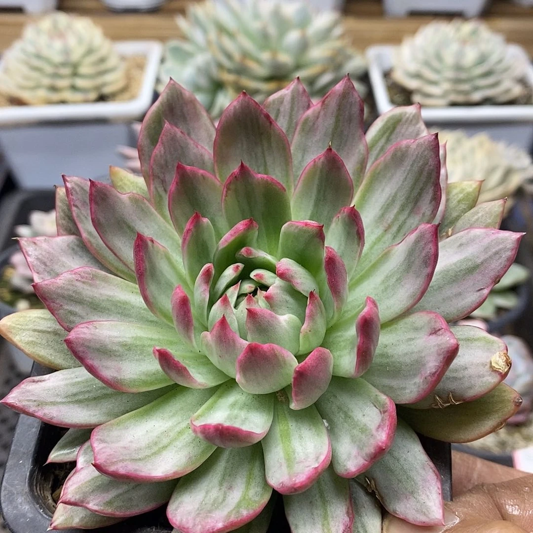 31107 不知名东云拉丝彩锦 需延时发货