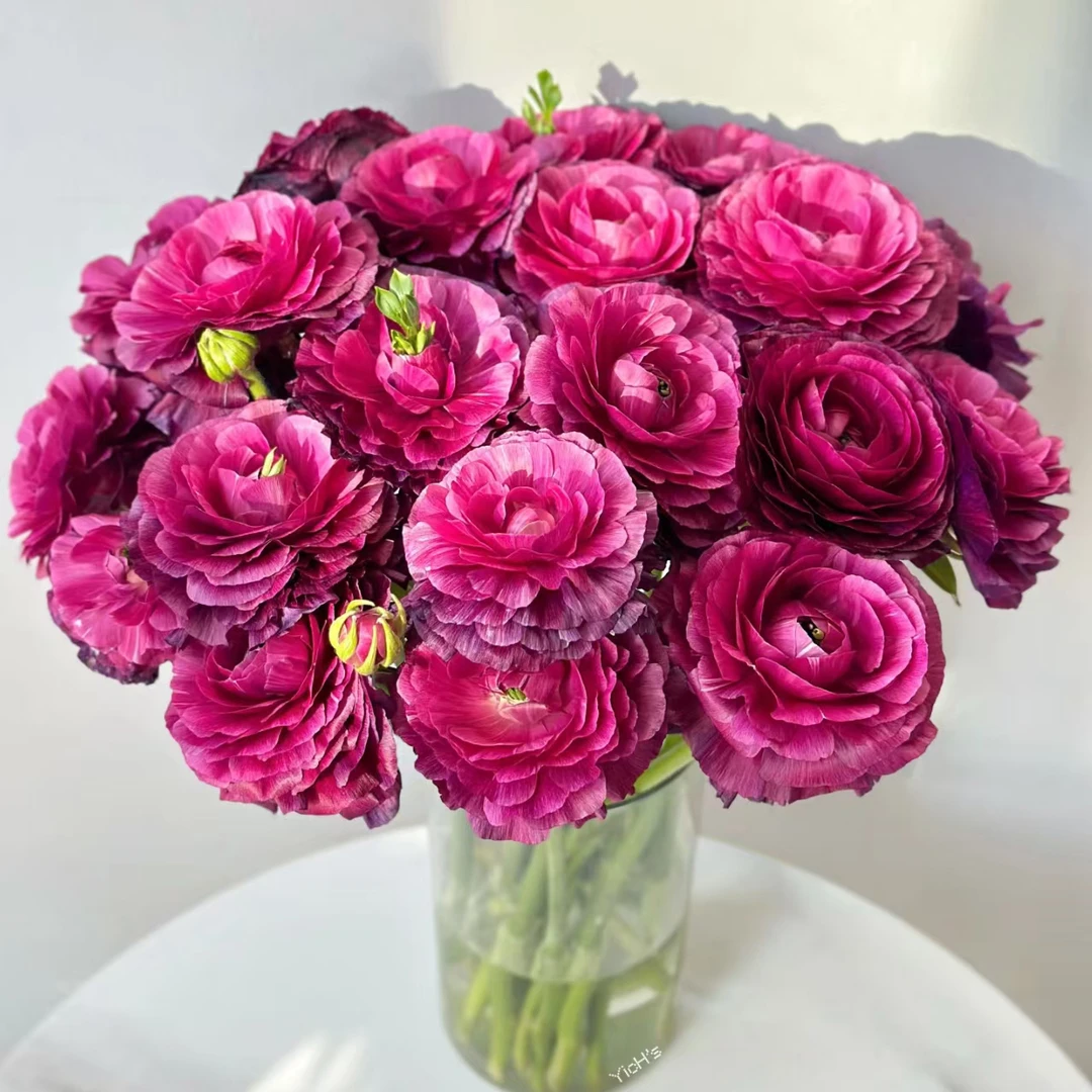 七叶花坊# 【天鹅座洋牡丹】高品质洋牡丹 鲜花优选 顺丰直发