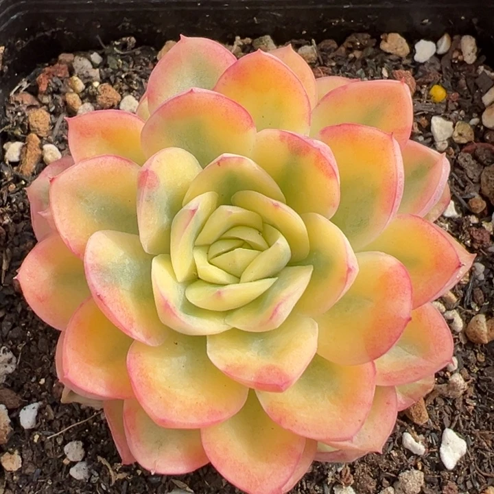 玥橙锦一物一拍锦龙