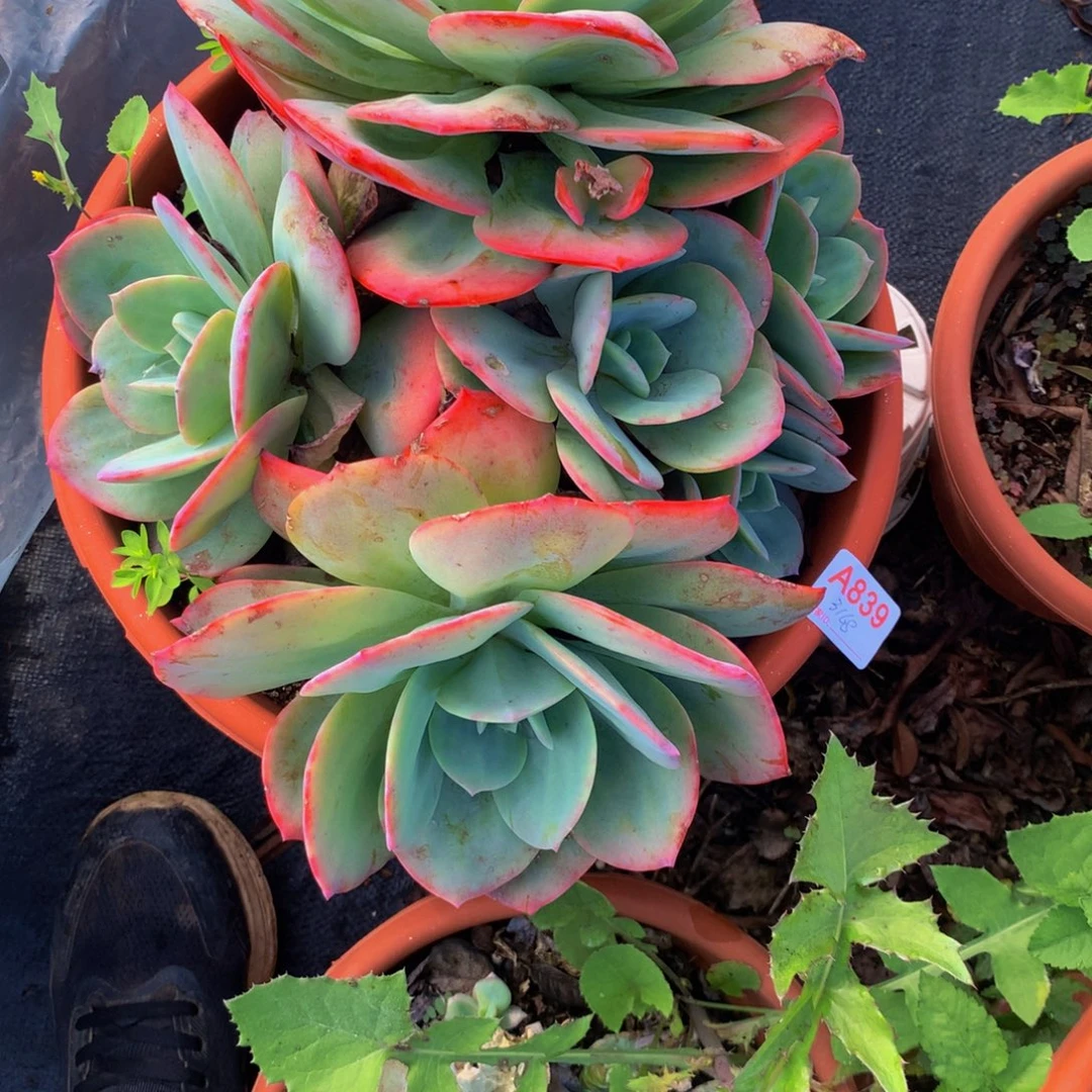 银***杏血凤群生多肉植物