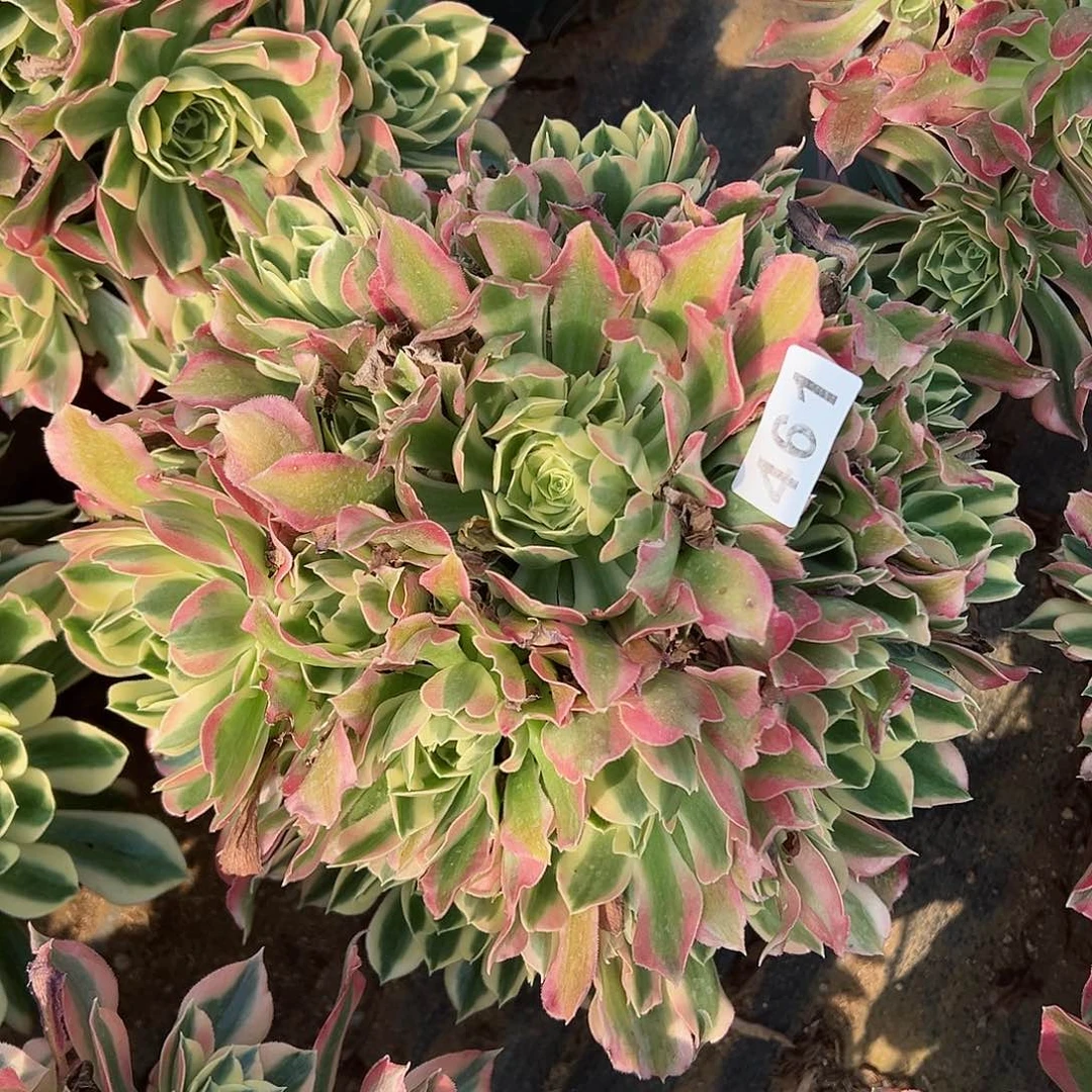 紫砂茶宠白凤老桩一颗461号