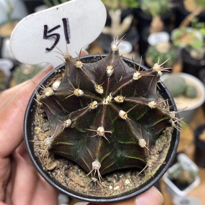 黑美人51号6cm