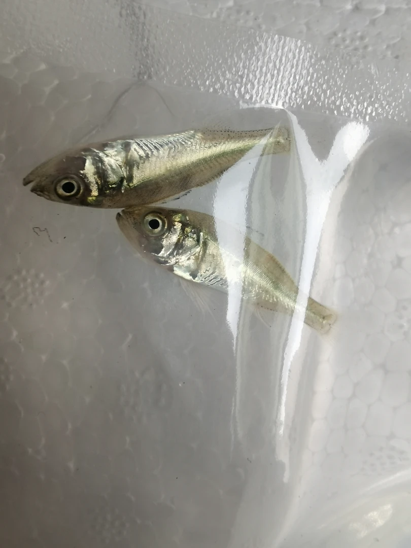 3.5-5cm七星鲈鱼淡化完成可以淡水养5条顺丰包邮包活到家不跳缸