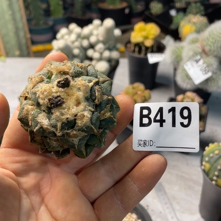 419黑牡丹一个仙人球