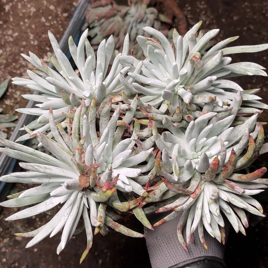 8528爱瑞思仙女杯多肉