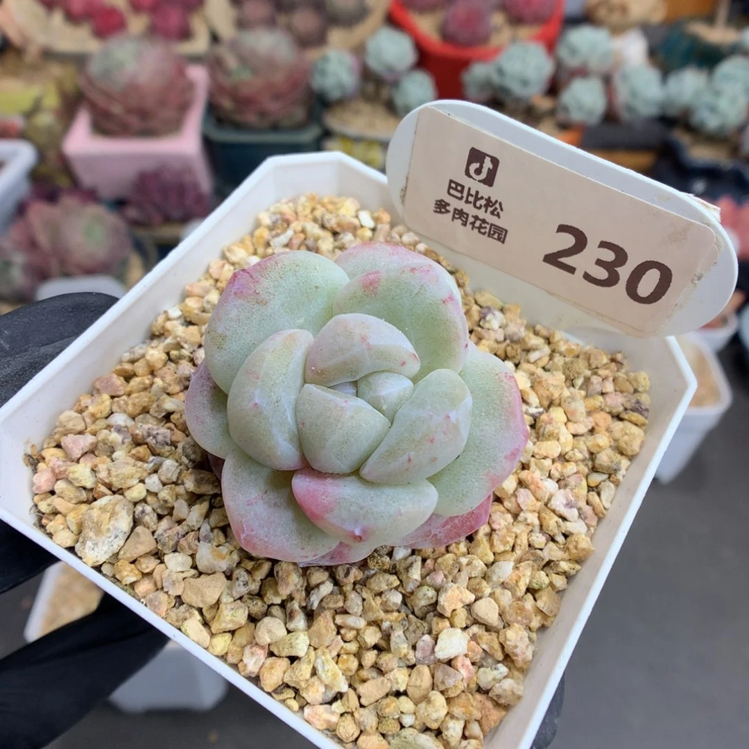 哈****?230 冰玉石化多肉