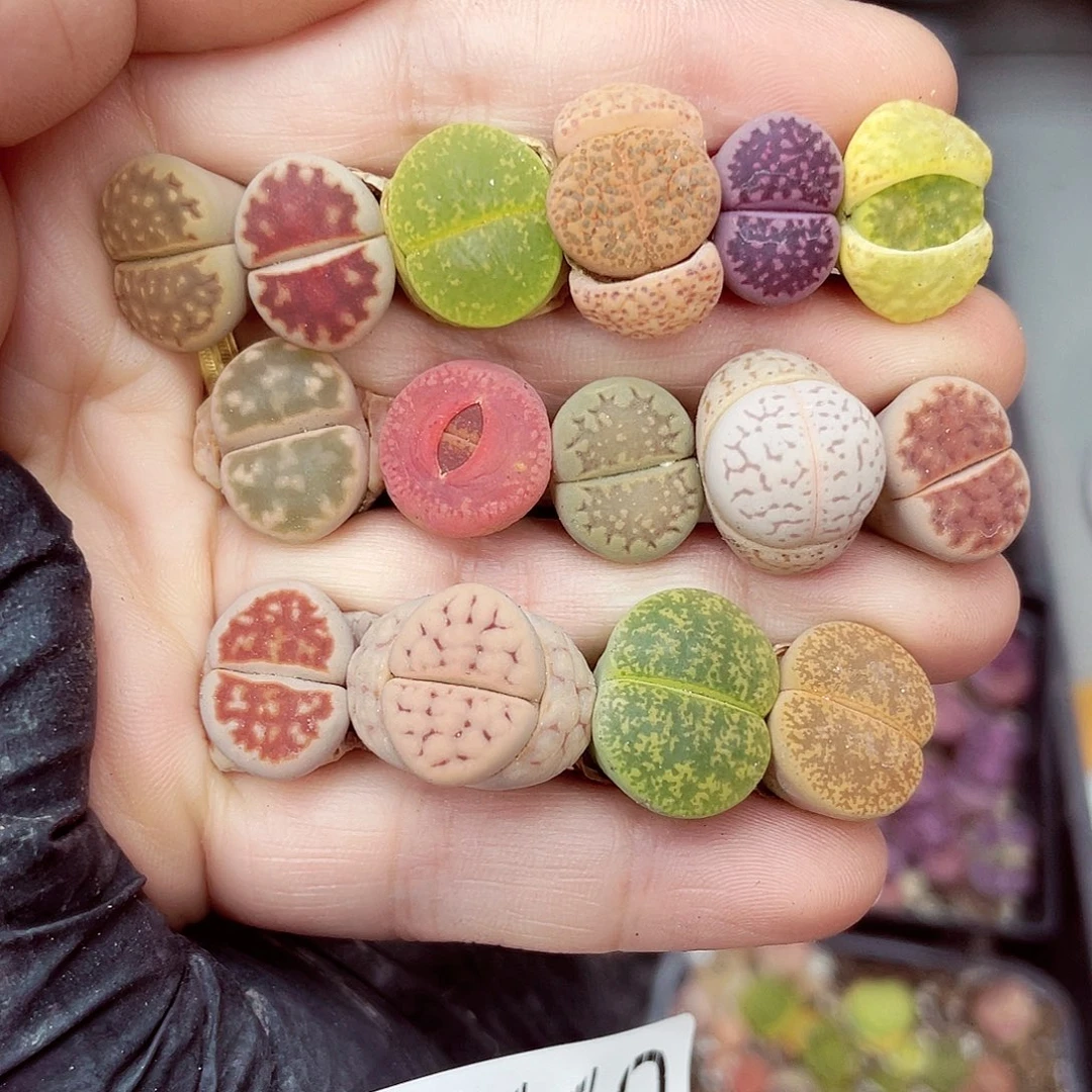 郎哥多肉18包邮0510-110