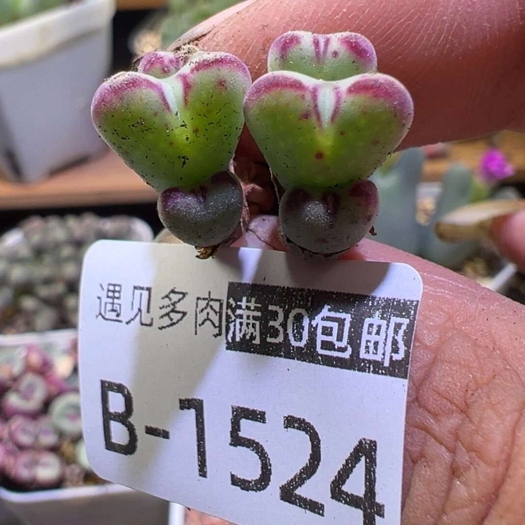 多肉植物111111111111