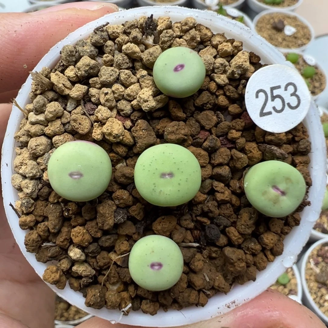 红嘴5颗脱土253000