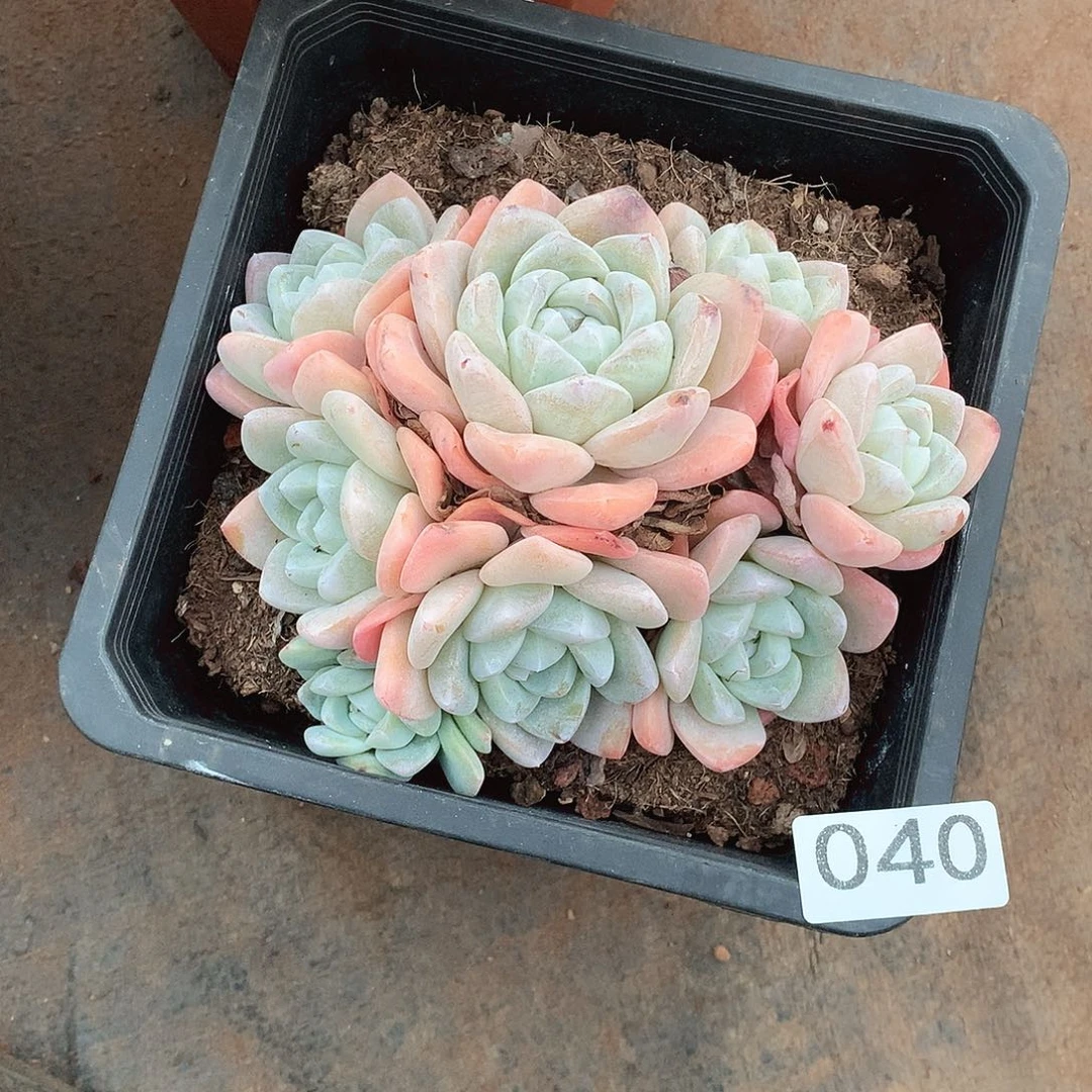 040冰玉 一物一拍