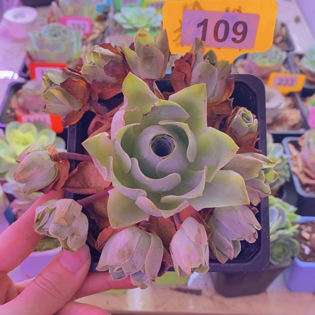 山地玫瑰一物一拍清秋109