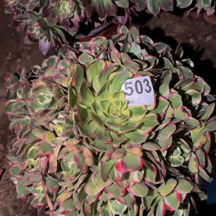 503粉海王多肉植物