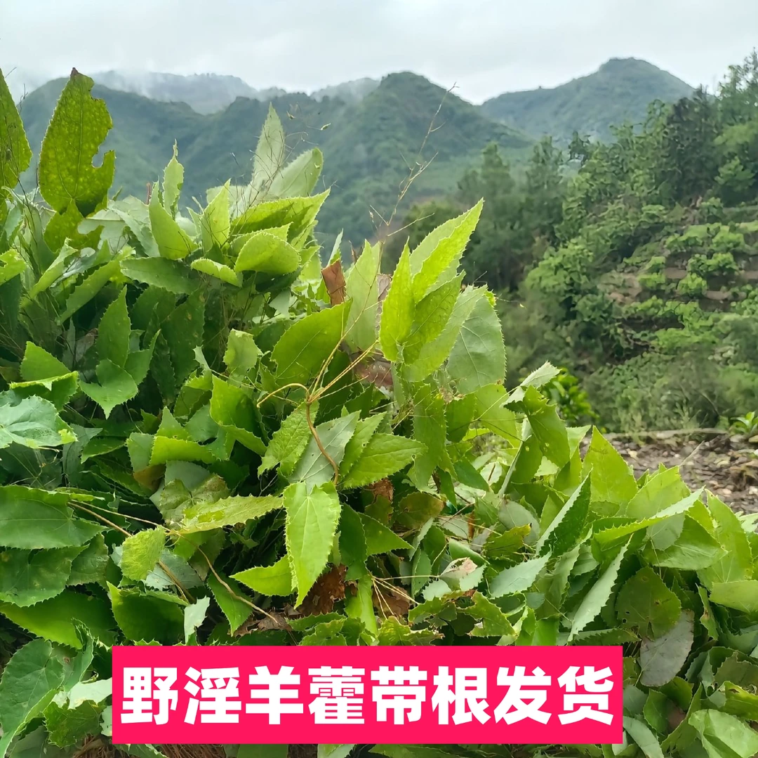 淫羊藿带根带仙灵脾发货自然晒干今年新货