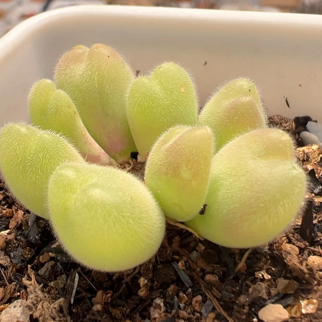 30多肉植物百科毛翠滴