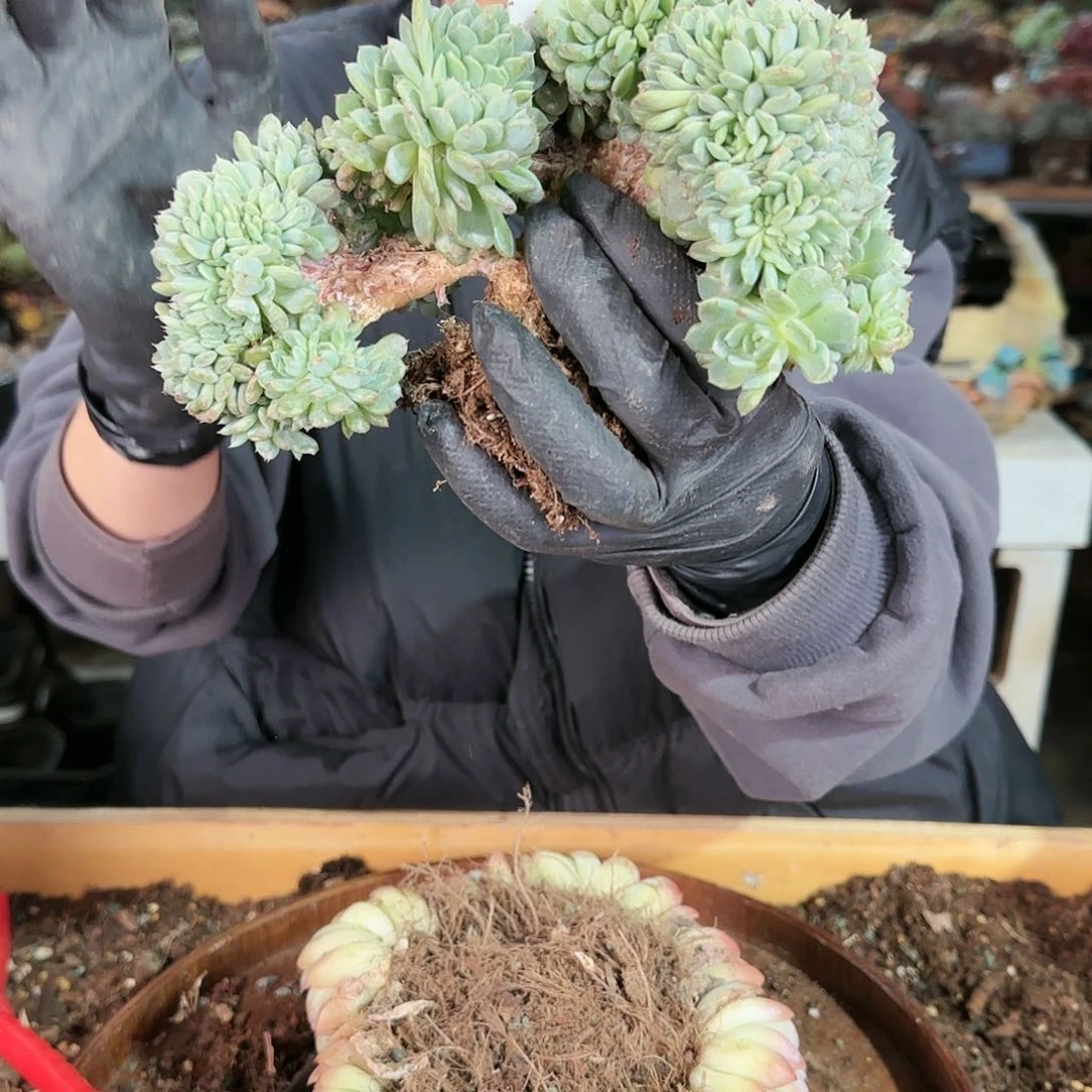 2724号白胖子缀48      肉