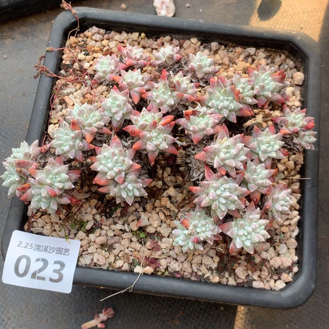 馥*白韩菊福利出023多肉植物