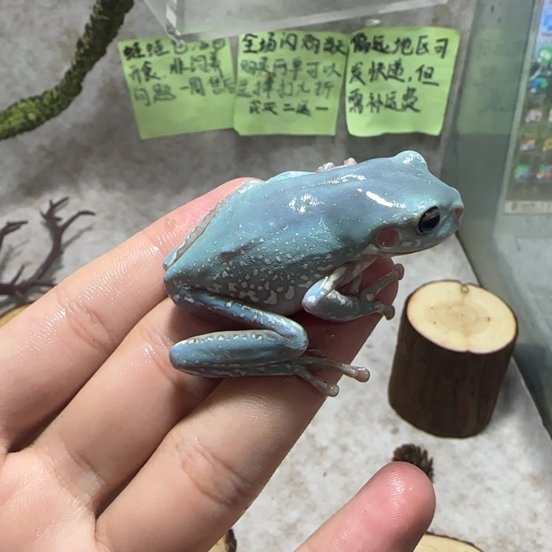 老爷树蛙2 奥蓝超美地中海配色